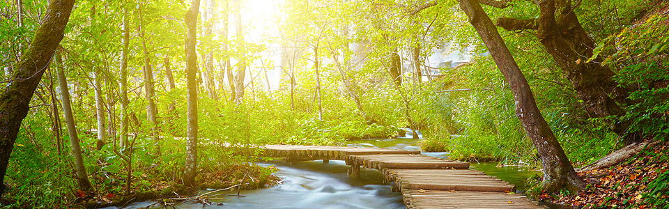 header-wald-steg-fluss